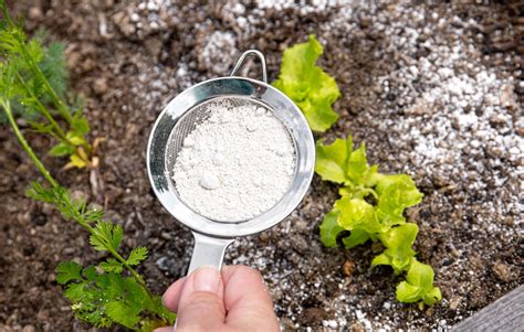  Diatomaceous Earth: Unleashing the Power of Ancient Unicellular Algae for Sustainable Filtration and Pest Control!