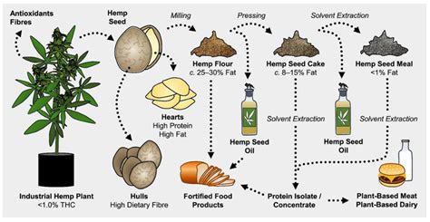  Hemp Fiber:  Exploring its Sustainability Potential and Unconventional Applications!