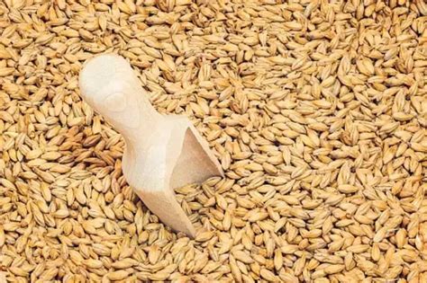 Barley Malt Extract: A Versatile Ingredient for Brewing and Baking Industries!