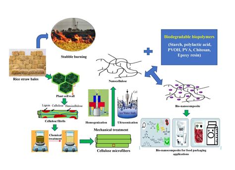  Nanocellulose: Revolutionizing Packaging and Sustainable Materials Science!