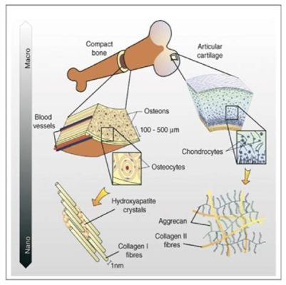 OSTEOGENIC HYDROXYAPATITE: A Revolution in Bone Tissue Engineering and Regenerative Medicine!